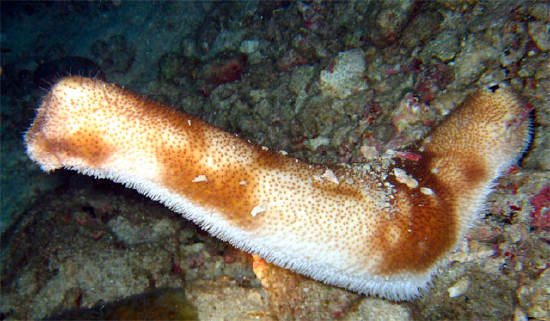  Bohadschia marmorata (Chalky Sea Cucumber, Brown Sandfish)